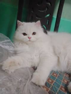 Persian Female Cat