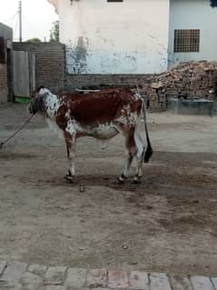 Cholistani cow