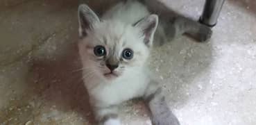 Adorable kitten for sale.