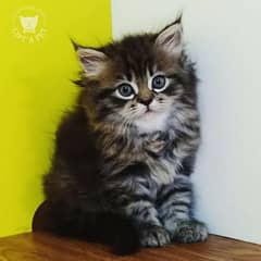 Persian Kitten for sale in Bahria Town
