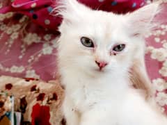 female kitten 
self feeding 
dewormed
healthy and active