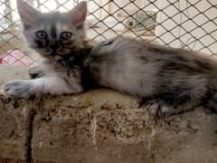 female kitten 
self feeding 
dewormed
healthy and active