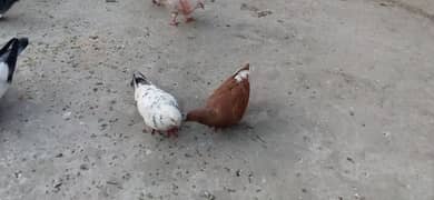 king pigeon breeder pair