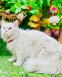 persian triple coated male for sale