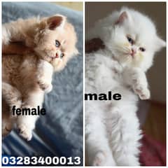 Pure pershion  Cfa bloodline punch face tripple coated kittens pair