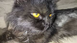 Persian Black cat ( male )