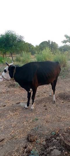 Cow for sale in Attock 03125173572