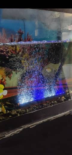 aquarium shower light
