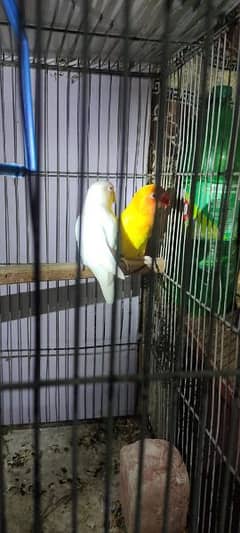 love birds 3 pair for sale only