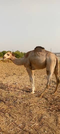 2daant camel for sale in Attock 03125173572