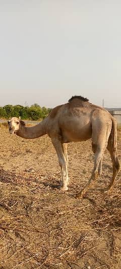 Camels available for qurbani 03125173572