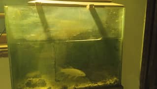 Aquarium for sale with one fish
