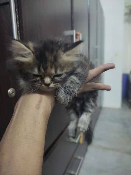 Persian kitten's punch face triple coated age 2months healthy & active 0