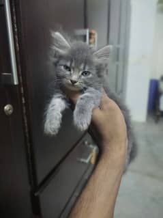 Persian kitten's punch face triple coated age 2months healthy & active