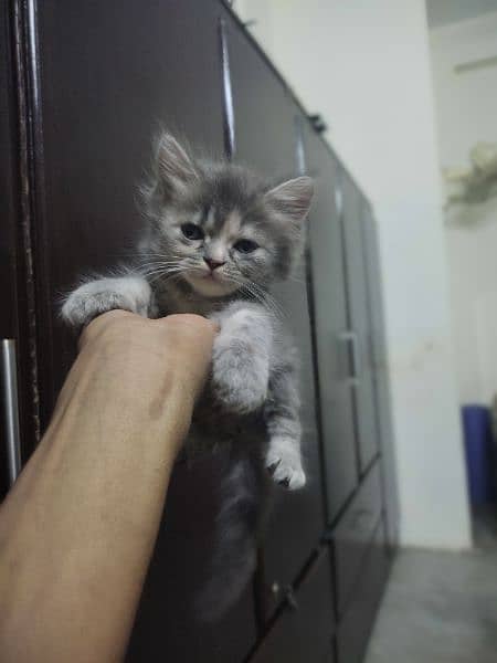 Persian kitten's punch face triple coated age 2months healthy & active 7