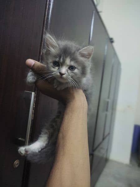 Persian kitten's punch face triple coated age 2months healthy & active 8