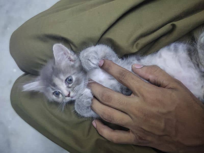 Persian kitten's punch face triple coated age 2months healthy & active 9