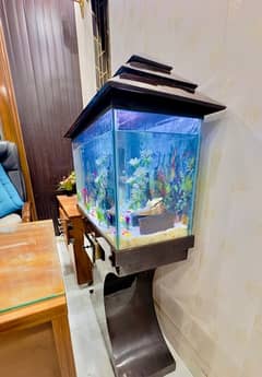 Fish Aquarium with Fish