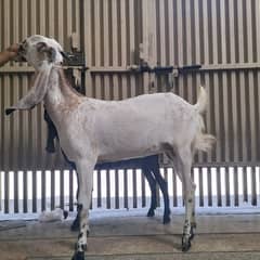 Dasi Pregnant female goat (Gaban Bakri)