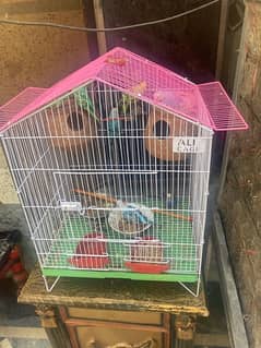 astraline parrot total 8 ha 4 male or 4 female full brader with cage