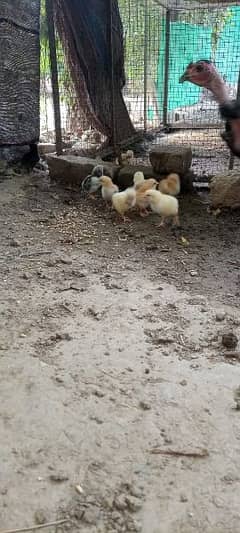 desi hens with 10 chicks