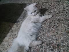 Persian Cat For Sale