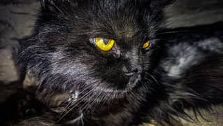 Persian Black cat ( male )