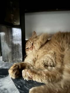 ginger cat triple coat