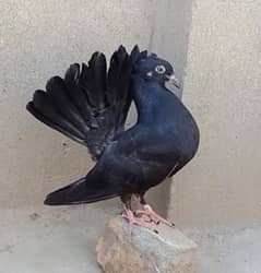black lucky kabooter/ indian fantail pigeon