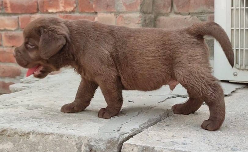 British Labrador puppies available for sale 0