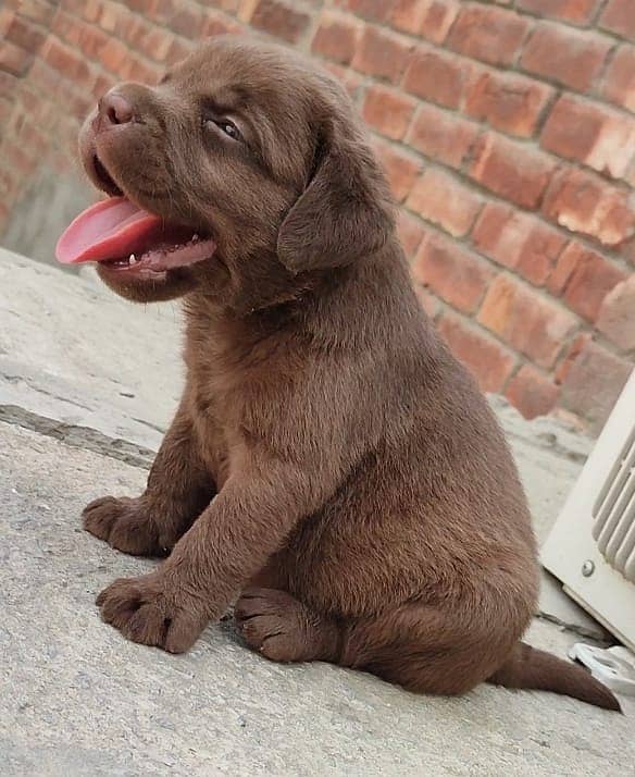 British Labrador puppies available for sale 1