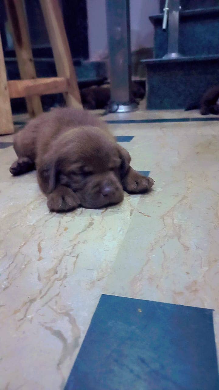 British Labrador puppies available for sale 4