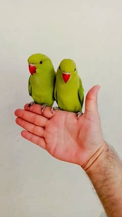Green ringneck parrots self chick handtame pair