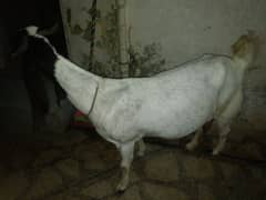 goat for sell