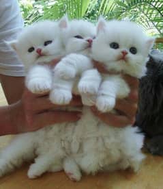 Free Persian kittens