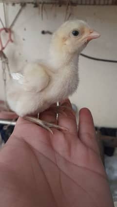 Heera chicks available 20 day's