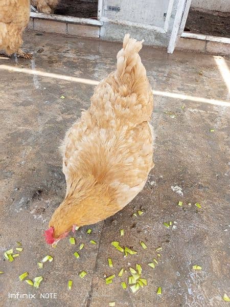 golden buff 2 females and white buff male for sale 4