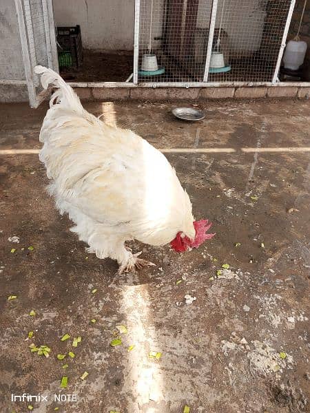 golden buff 2 females and white buff male for sale 7