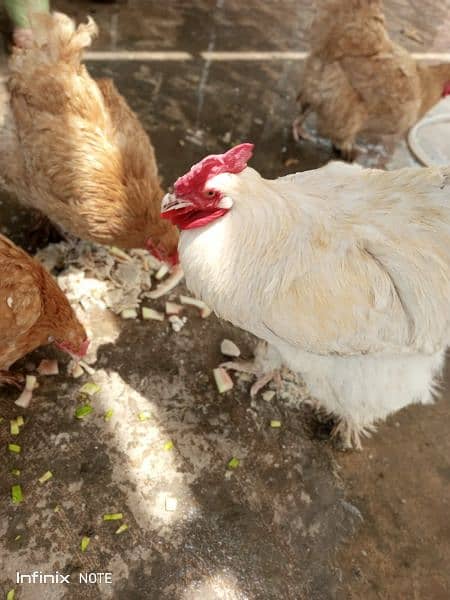 golden buff 2 females and white buff male for sale 8