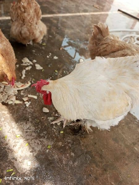 golden buff 2 females and white buff male for sale 14