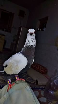 for sale pigeon