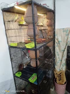 18 Parrot Bajri 2 Parrot Love Bird Blue Full setup Sale With cage
