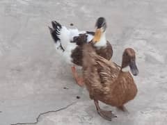 Pair of duck( friendly)