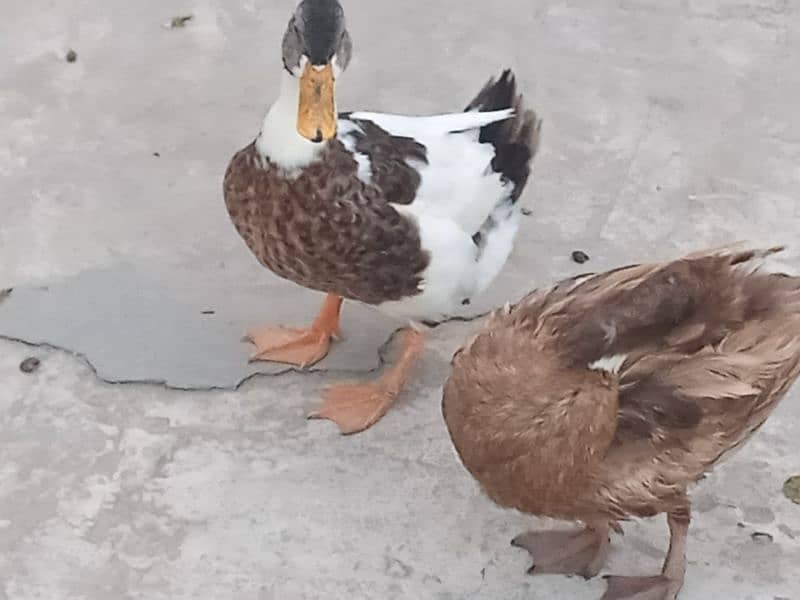 Pair of duck( friendly) 1