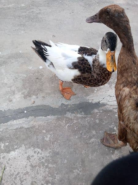 Pair of duck( friendly) 2