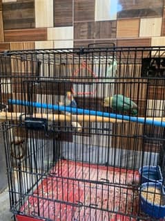lovebirds for sale with cage
