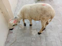 sheep for sale ready for qurbani