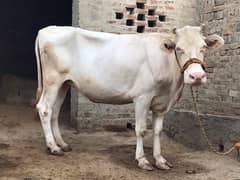 Cow for Qurbani