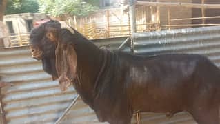 Nagra Beetal Full Andal Breeder buck for Urgent sale