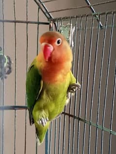 Lovebirds Breeder Pair With Cage, Parrots Greenfisher Active Birds
